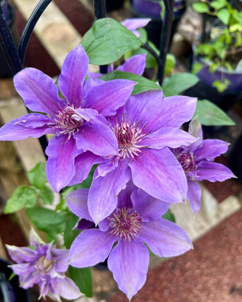 Clematis 'Asao'