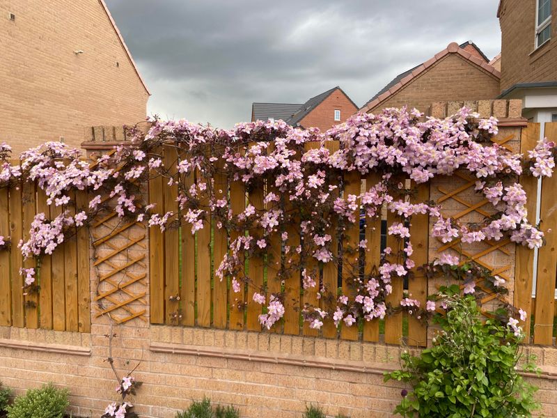 Clematis Climbing Wall