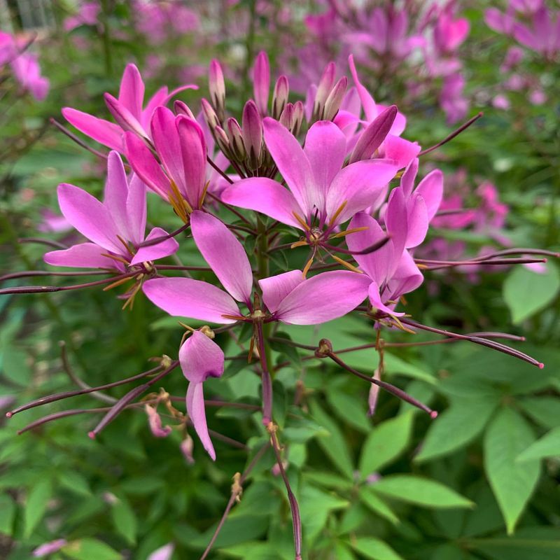 Cleome