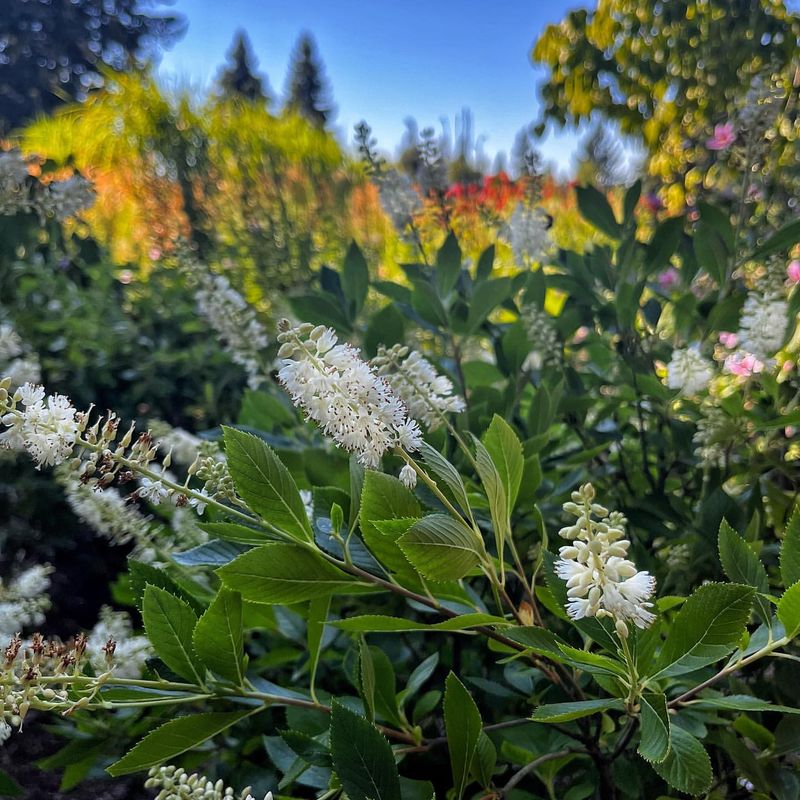 Clethra alnifolia 'Hummingbird'