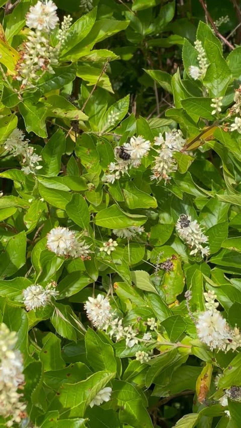 Clethra