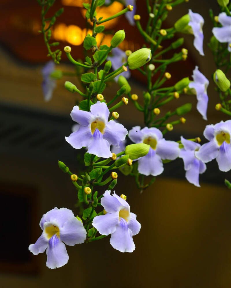 Climbing Blue Sky Vine