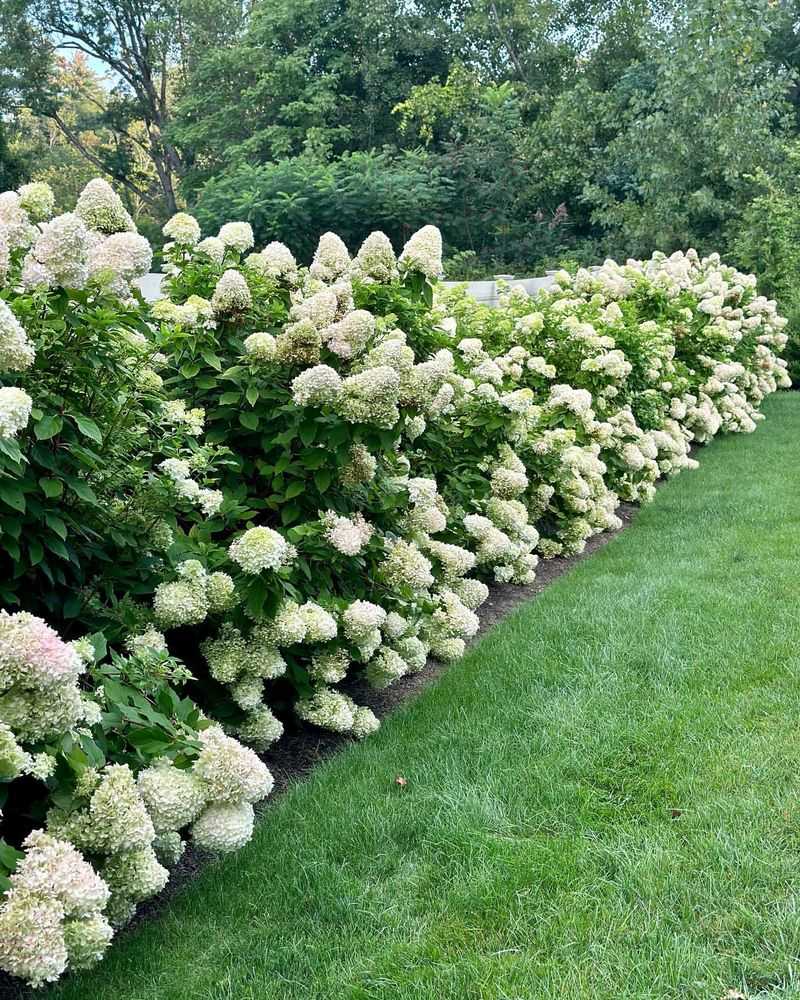 Climbing Hydrangea