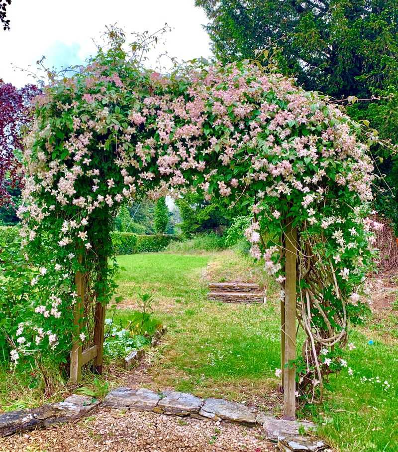 Climbing Plant Archway