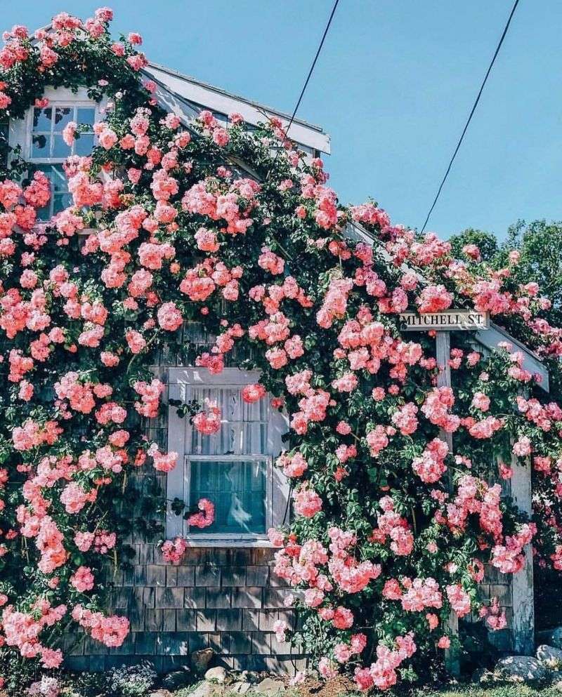 Climbing Roses