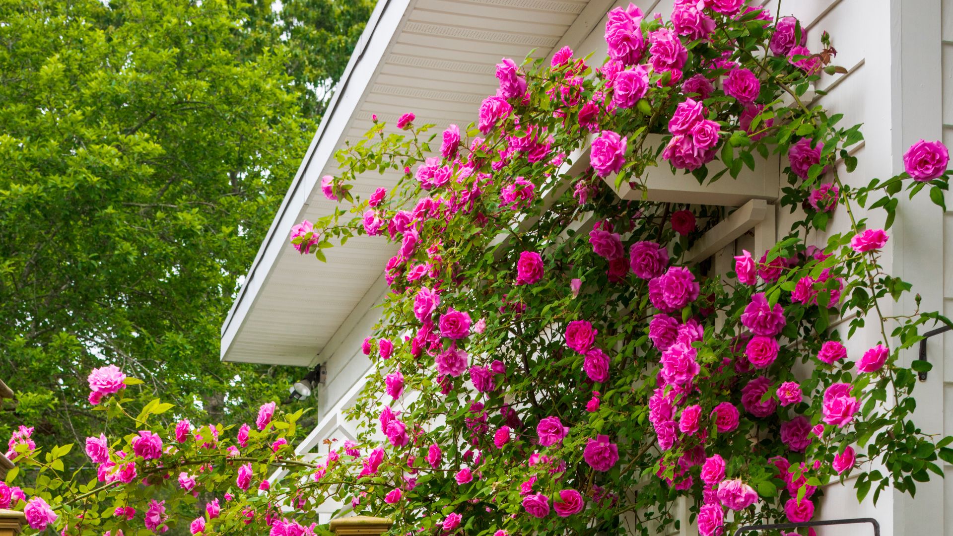 climbing roses
