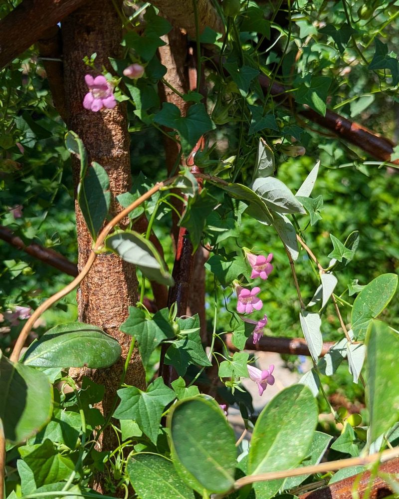 Climbing Snapdragon