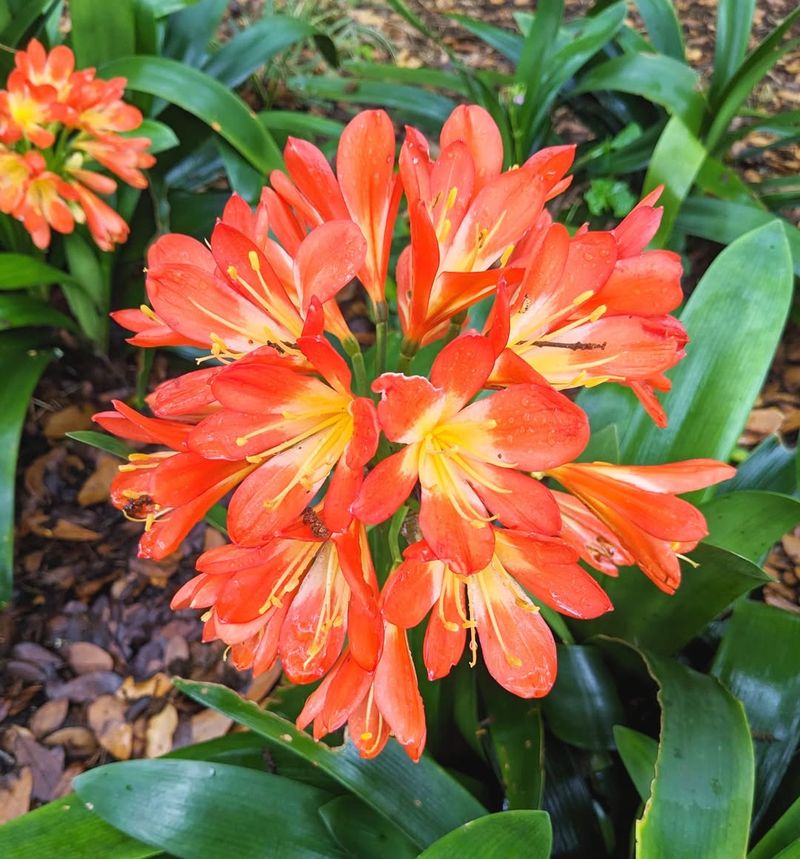 Clivia