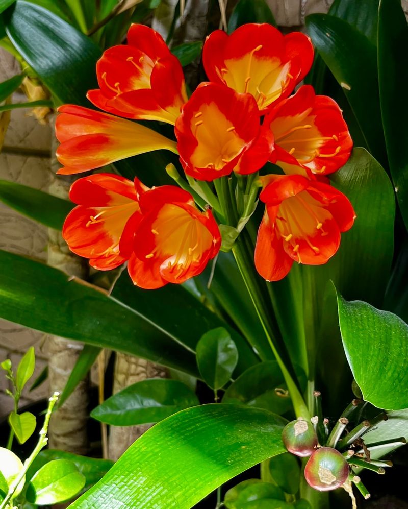 Clivia