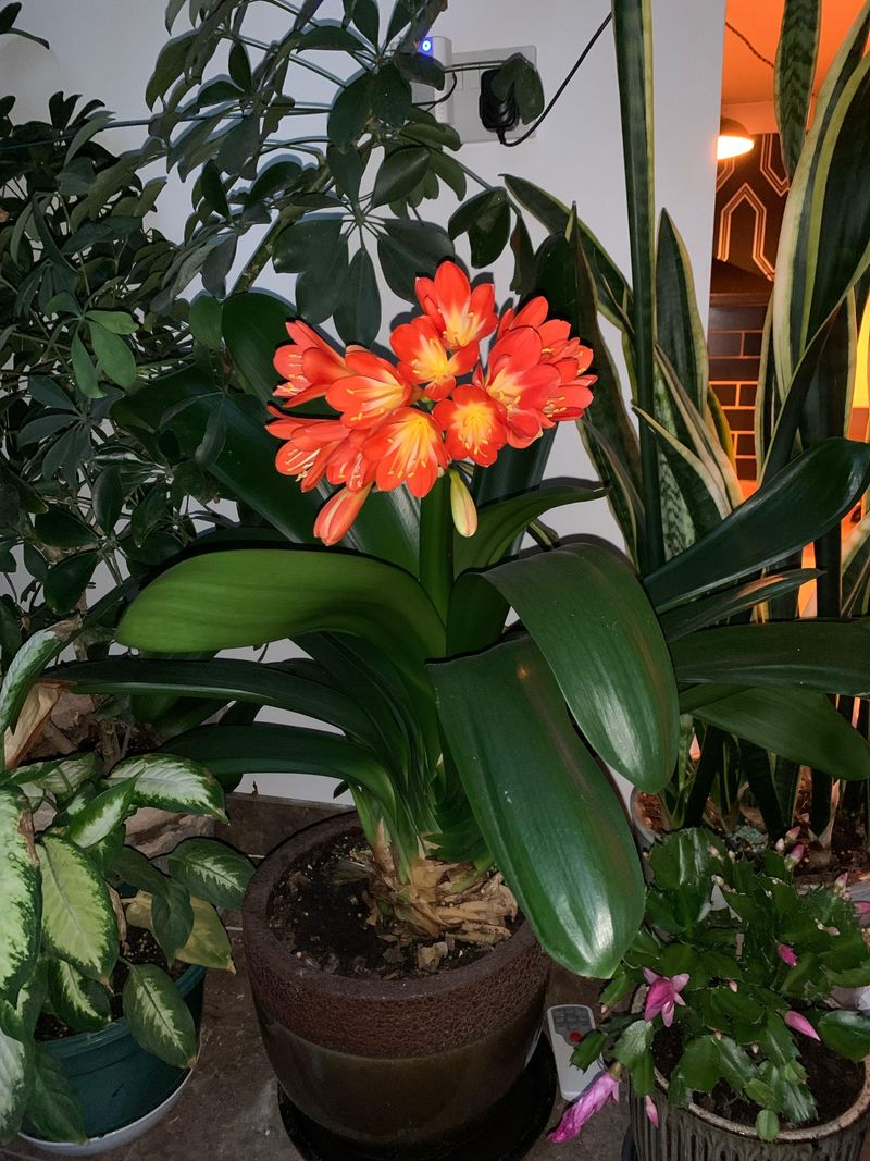 Clivia