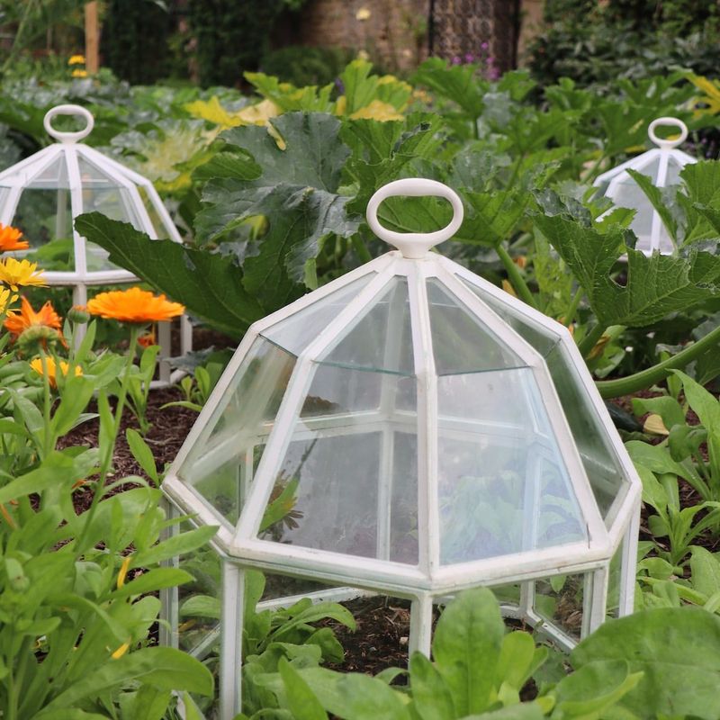 Cloche Greenhouse