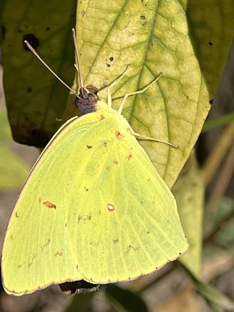 Clouded Sulphur Butterfly