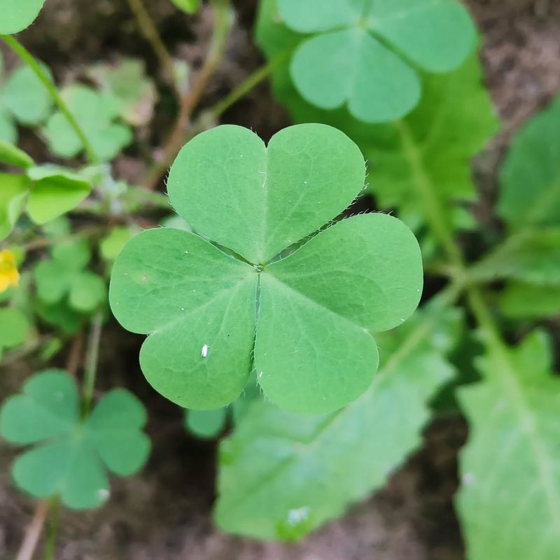 Clover