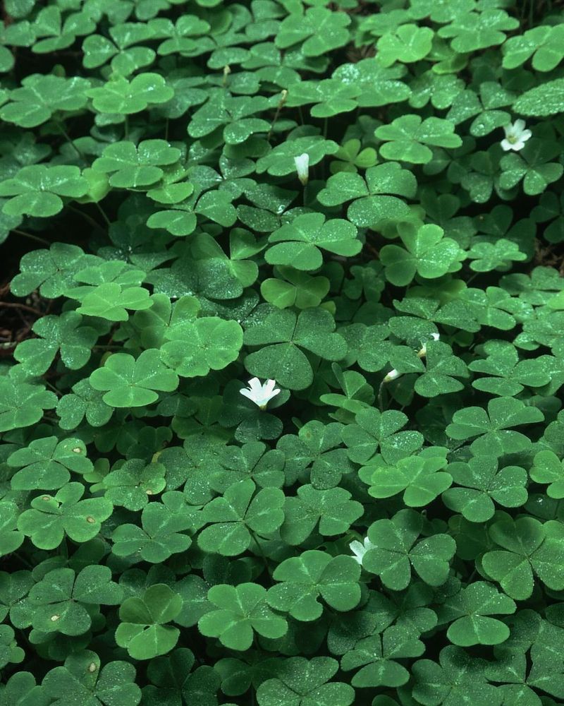 Clover