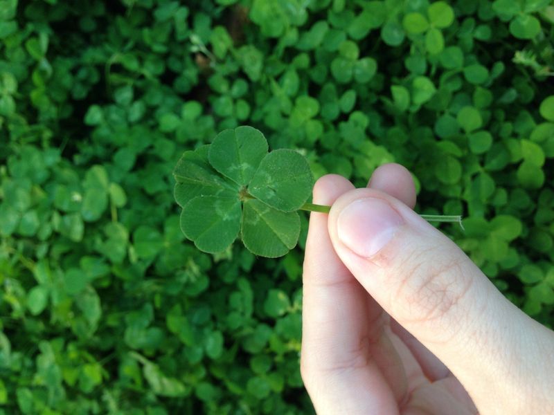 Clover