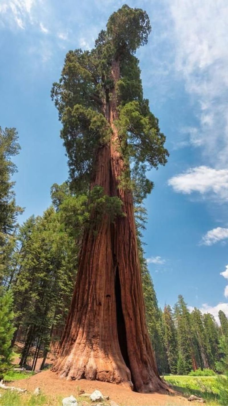 Coast Redwood