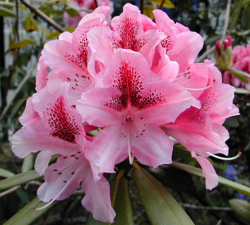 Coast Rhododendron - Washington