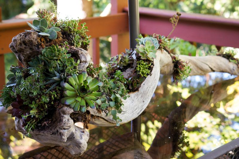 Coastal Driftwood Planters