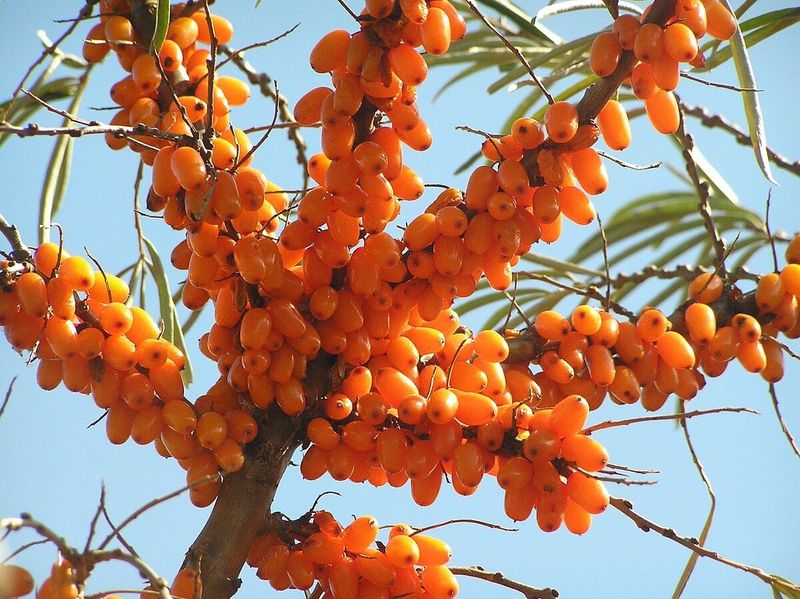 Coastal Garden with Sea Buckthorn