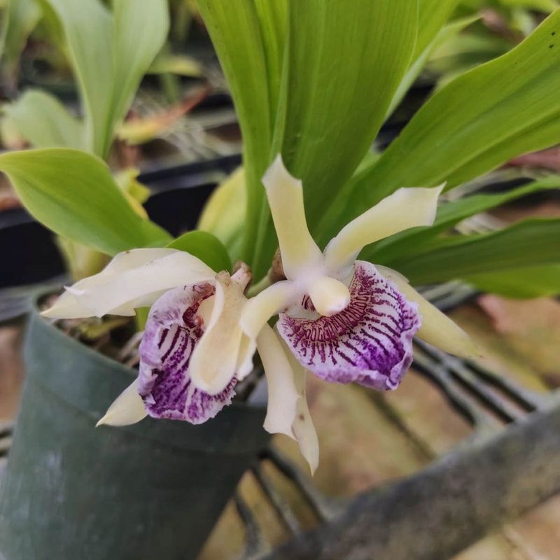 Cochleanthes Orchid