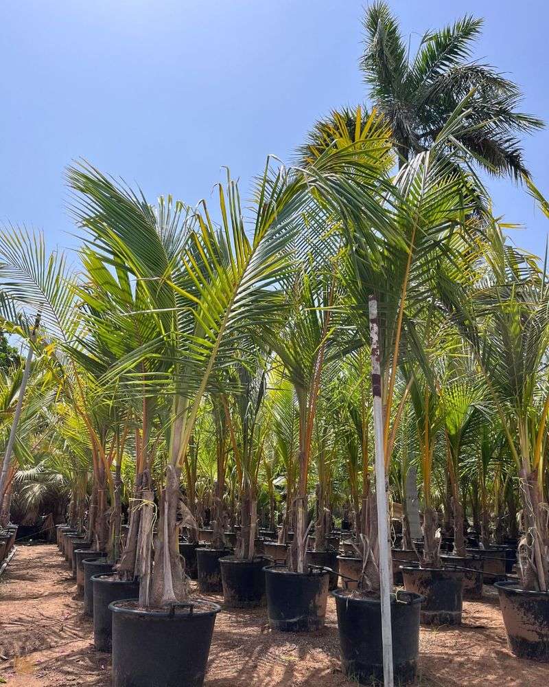 Coconut Palm