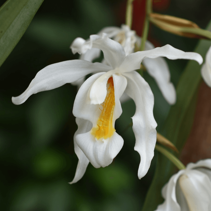 Coelogyne Orchid