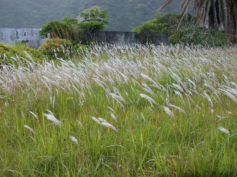 Cogon Grass