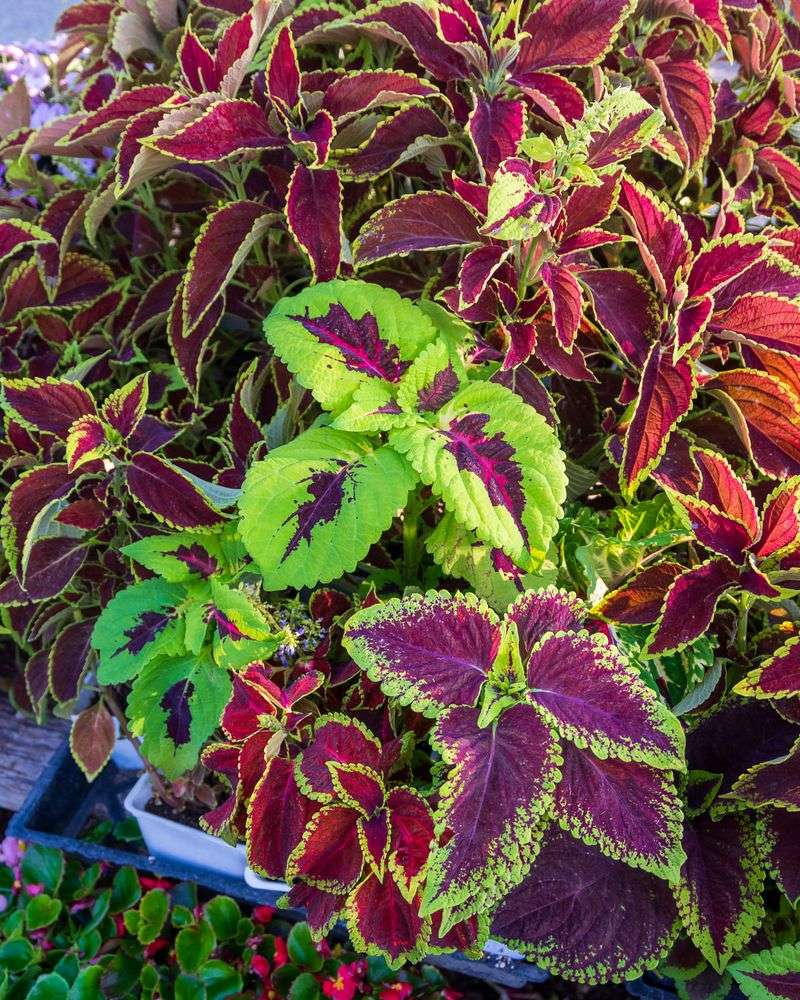 Coleus