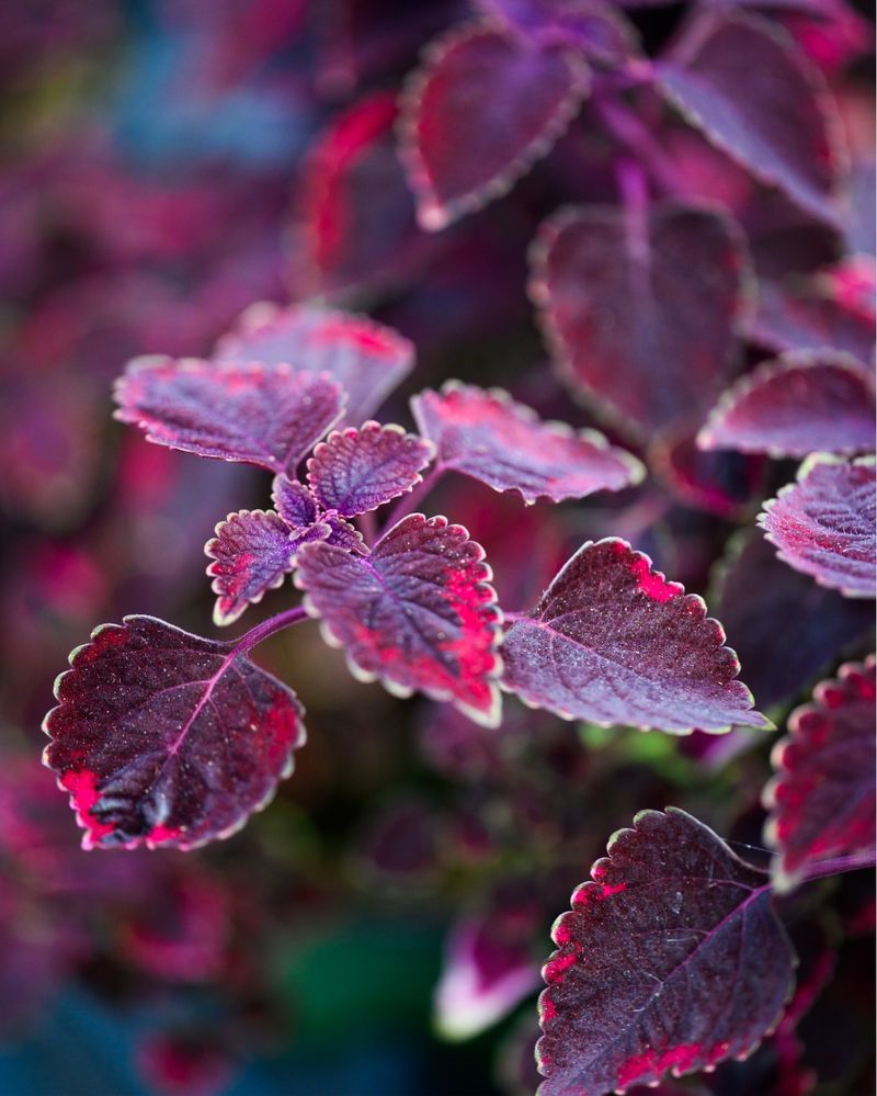 Coleus