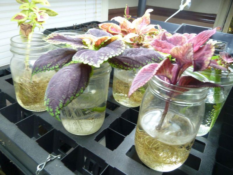 Coleus