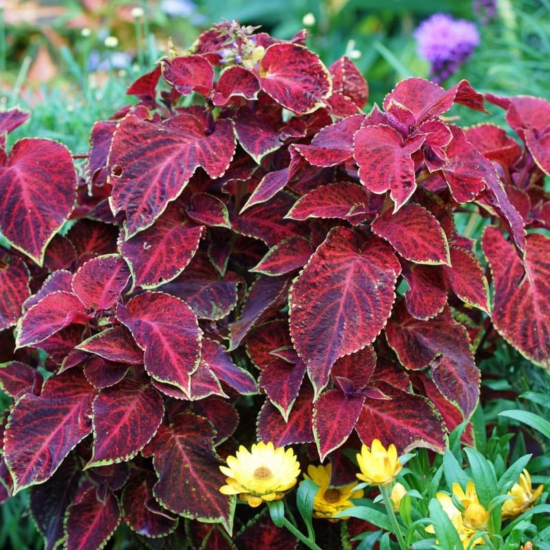 Coleus