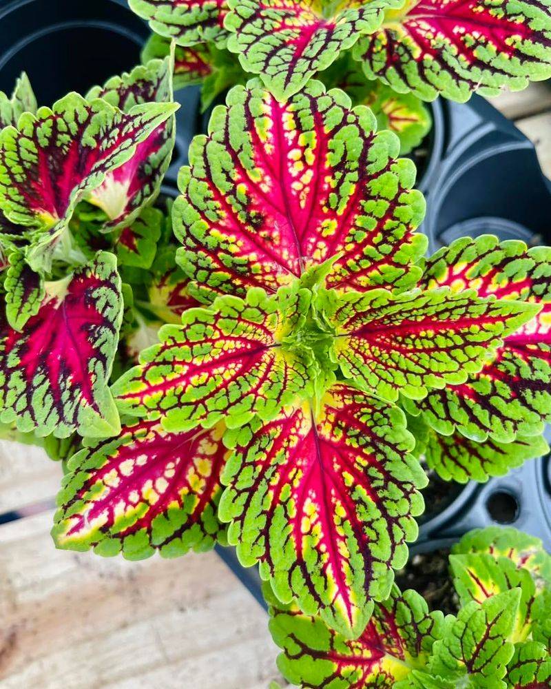 Coleus