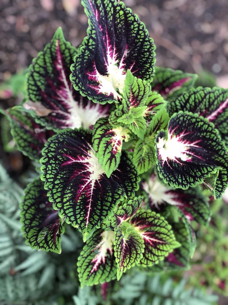 Coleus