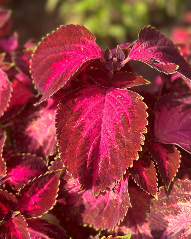 Coleus (Plectranthus scutellarioides)