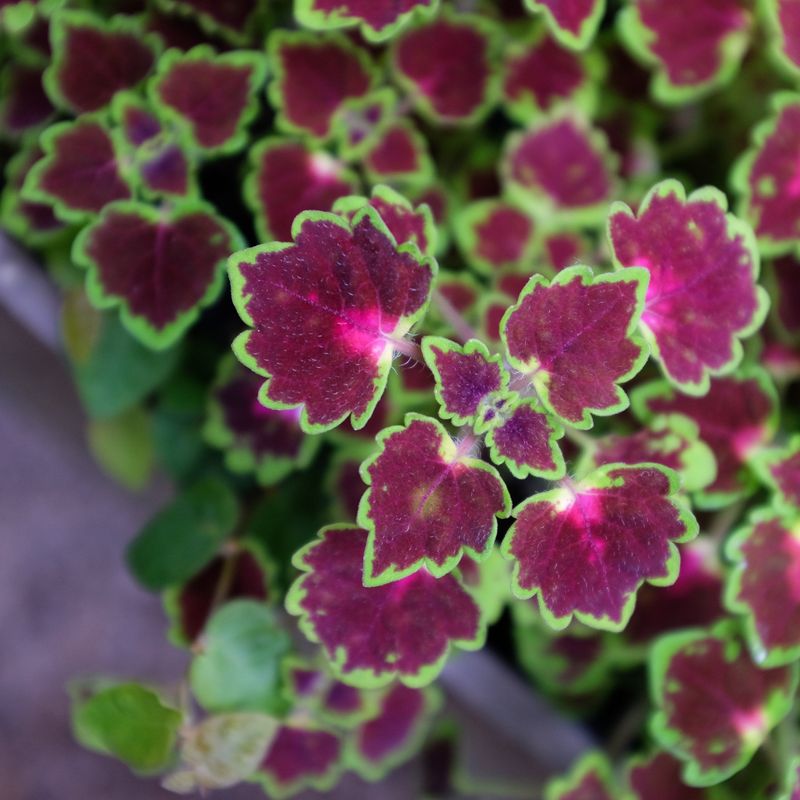 Coleus (Plectranthus scutellarioides)