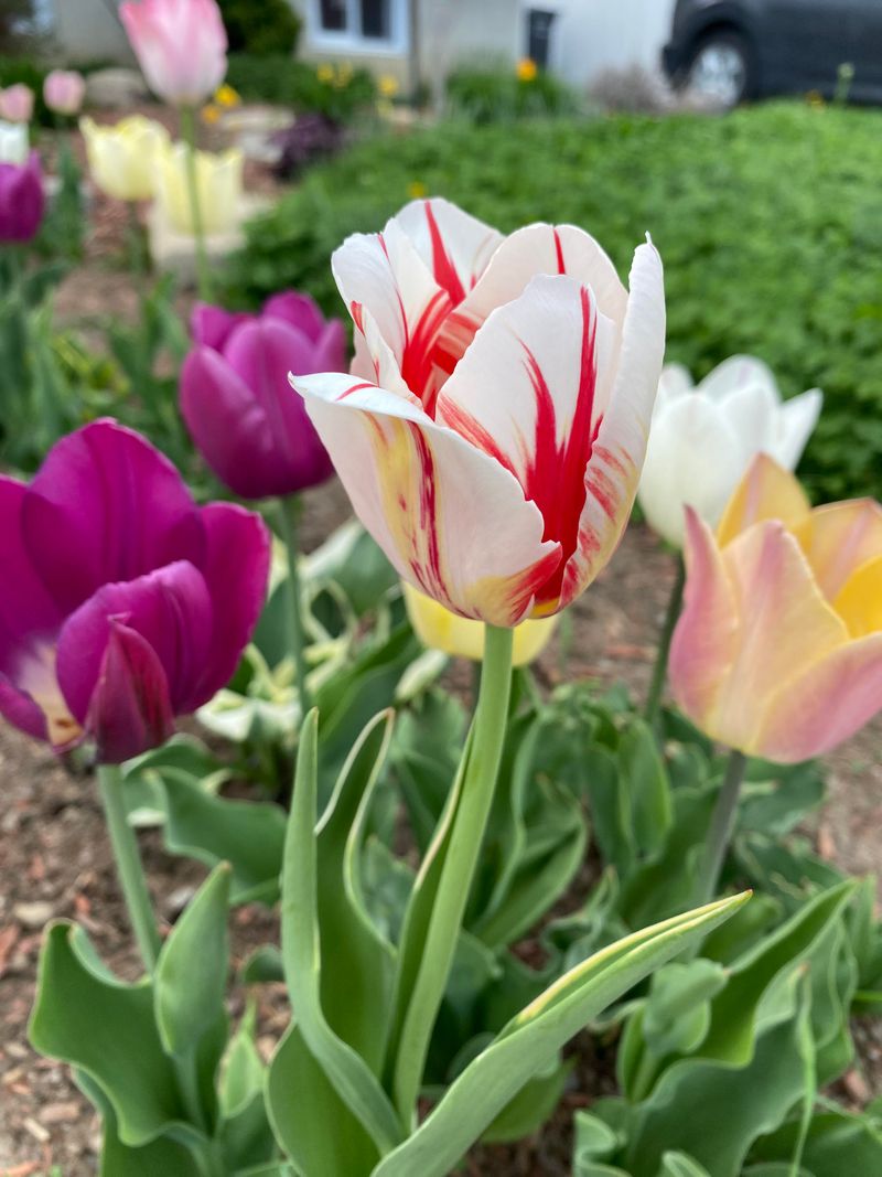 Color-Changing Tulips