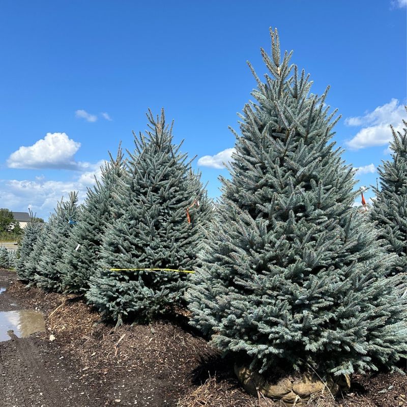 Colorado: Blue Spruce