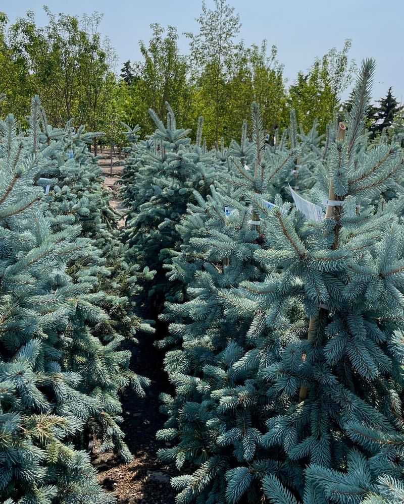 Colorado Blue Spruce