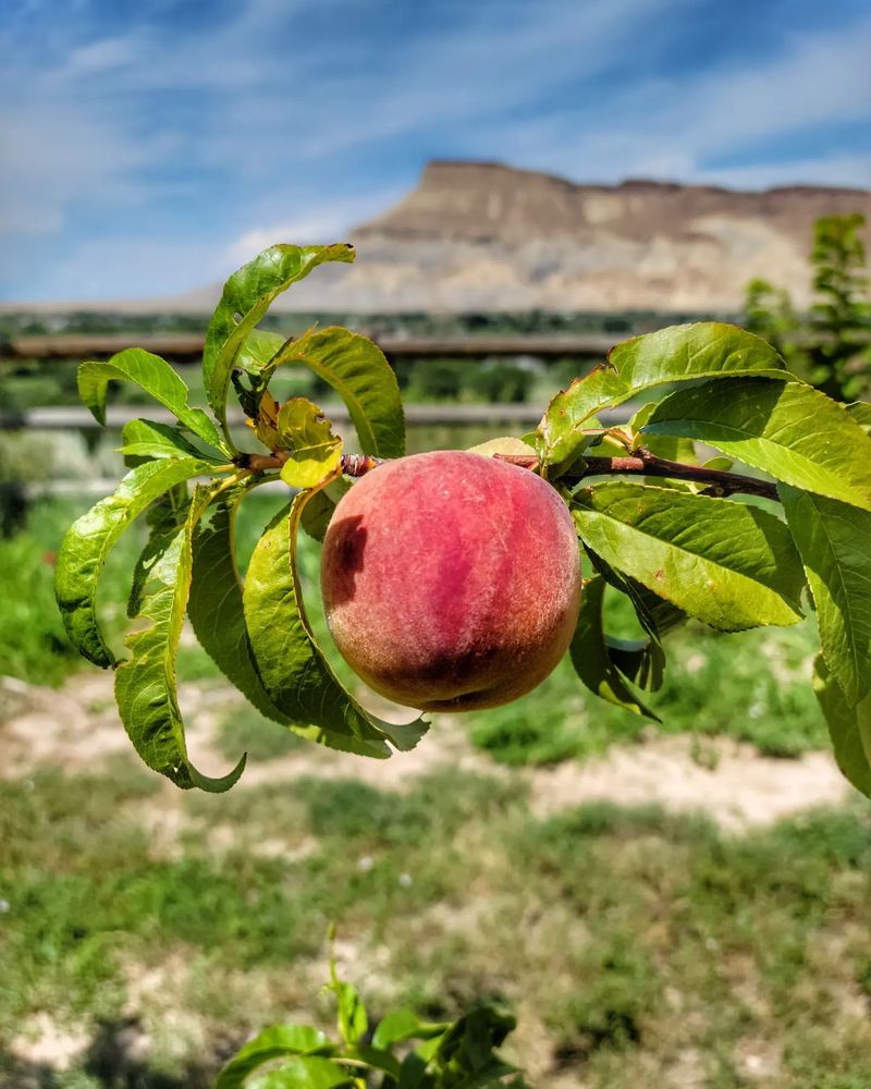 Colorado: Palisade Peach