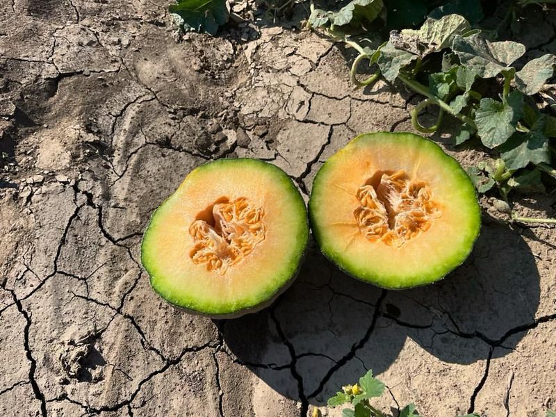 Colorado: Rocky Ford Cantaloupe