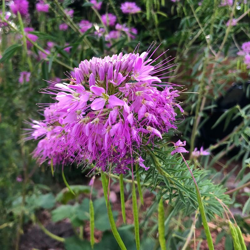 Colorado: Rocky Mountain Bee Plant