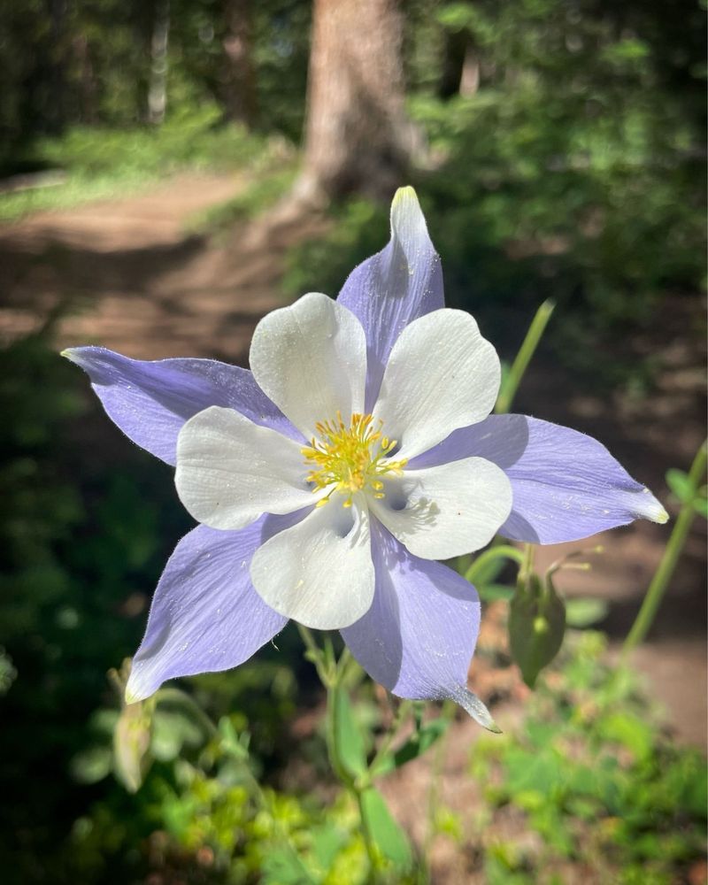 Colorado: Rocky Mountain Columbine