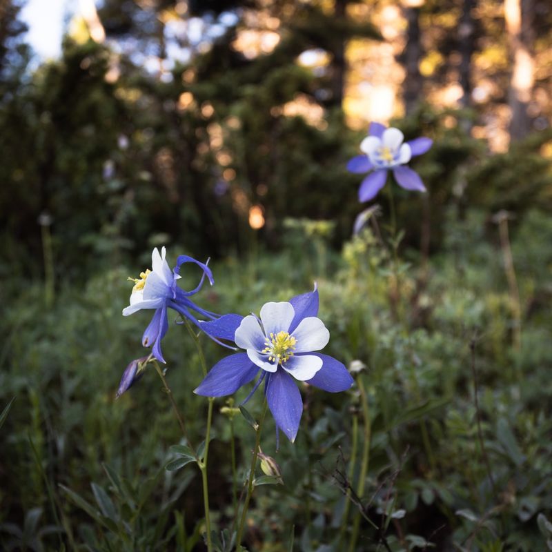 Colorado: Rocky Mountain Columbine