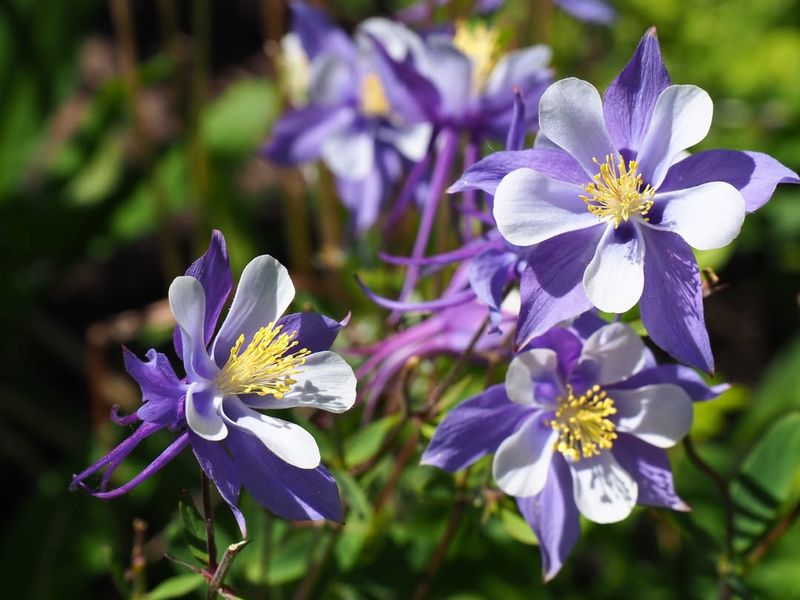 Colorado - Rocky Mountain Columbine