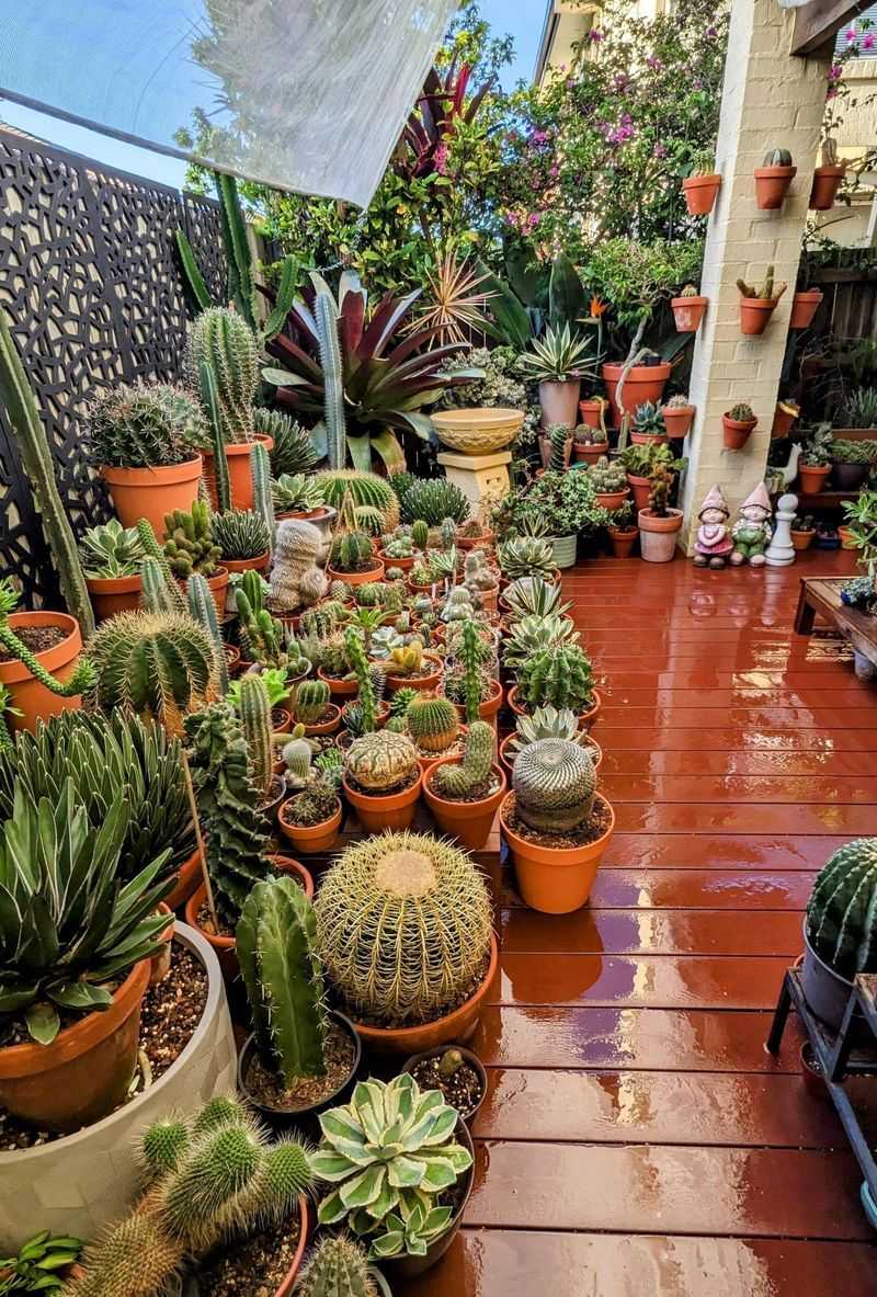 Colorful Cacti Collection