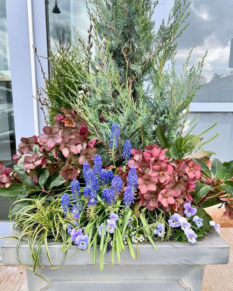 Colorful Container Gardens