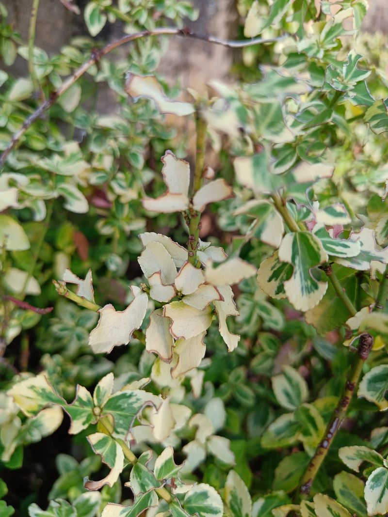 Colorful Hedge with Euonymus