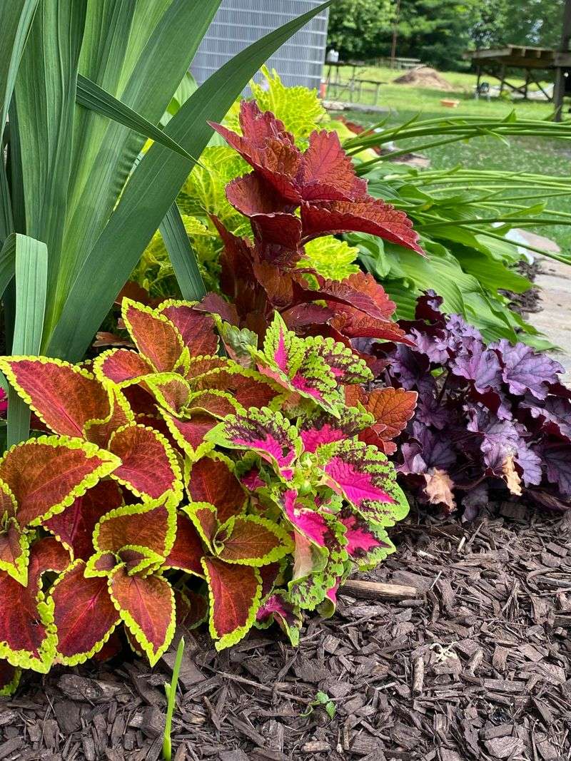 Colorful Perennials