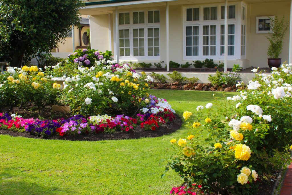 Colorful rose flower bed with mixed bulbs and petunia flowers blooming adds color to the garden