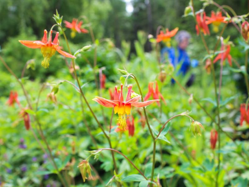 Columbine